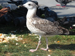 Larus michahellis