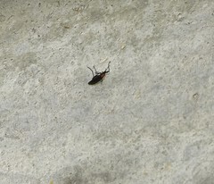 Plecia ruficollis