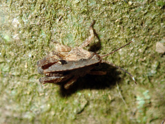 Hyperyboella orphania