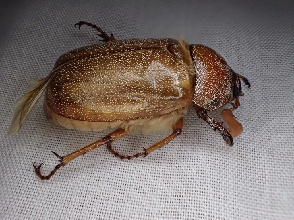 Pseudholophylla Hurai From Tanami East Nt 0852 Australia On September