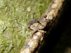 Hyperyboella orphania