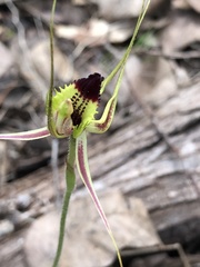 Caladenia attingens