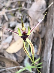 Caladenia attingens