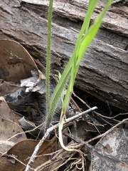 Caladenia attingens