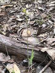 Caladenia attingens