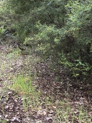 Caladenia attingens
