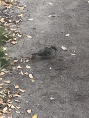 Passer domesticus