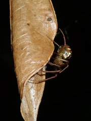 Phonognatha