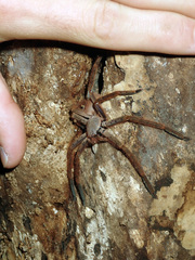 Palystes pinnotheres