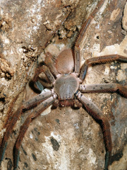 Palystes pinnotheres