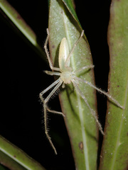 Prychia gracilis