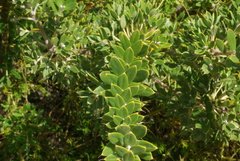 Hakea ruscifolia