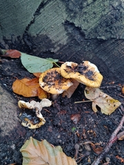 Russula