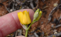 Ornithogalum maculatum