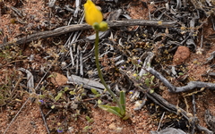 Ornithogalum maculatum