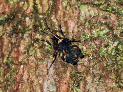 Hyperyboella orphania