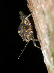 Hyperyboella orphania