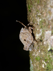 Hyperyboella orphania
