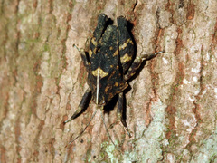Hyperyboella orphania