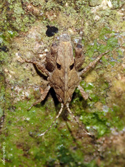 Hyperyboella orphania