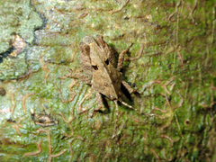 Hyperyboella orphania