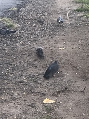 Columba livia domestica