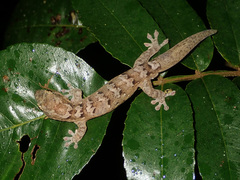 Bavayia sauvagii