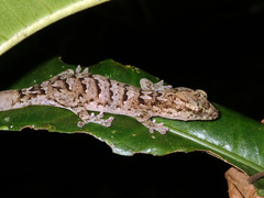 Bavayia sauvagii