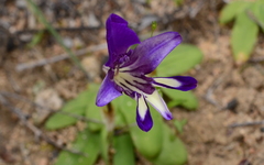 Sparaxis metelerkampiae