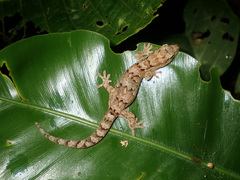 Bavayia sauvagii
