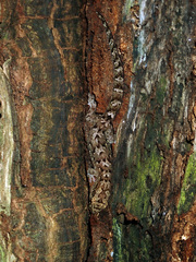 Bavayia sauvagii