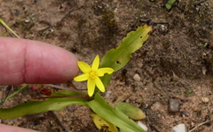 Pauridia gracilipes gracilipes