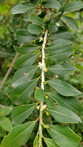 Image of Erythroxylum monogynum by (c) Suhel Quader, some rights reserved (CC BY)