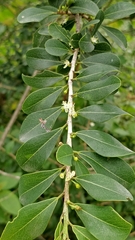 Erythroxylum monogynum