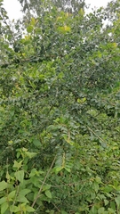 Erythroxylum monogynum