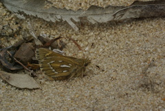 Trapezites argenteoornatus