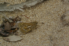Trapezites argenteoornatus