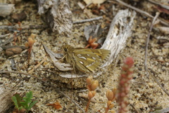 Trapezites argenteoornatus