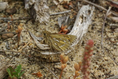 Trapezites argenteoornatus