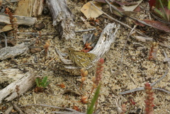 Trapezites argenteoornatus