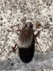 Maladera holosericea