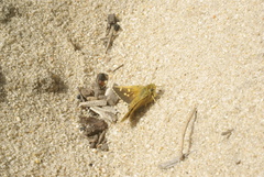 Trapezites argenteoornatus