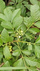 Cipadessa baccifera