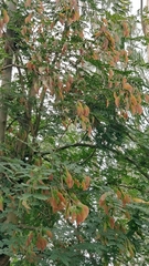 Pterolobium hexapetalum