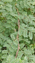 Pterolobium hexapetalum