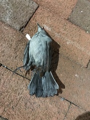 Dumetella carolinensis