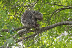 Coendou longicaudatus