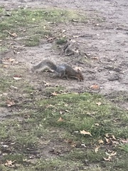Sciurus carolinensis