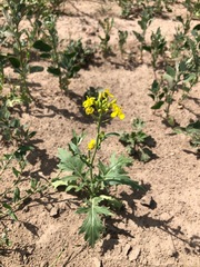 Brassica rapa nipposinica