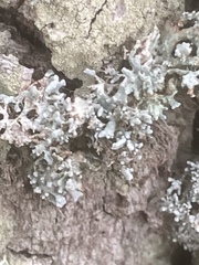 Ramalina fastigiata